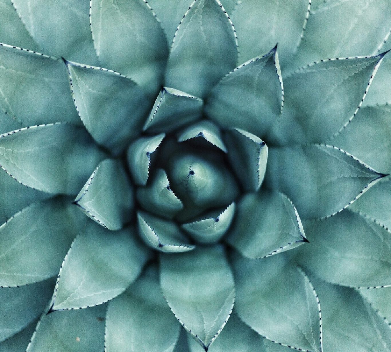 Nahaufnahme einer blauen Agave mit symmetrischen Blättern.